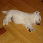 rosie_002.jpg